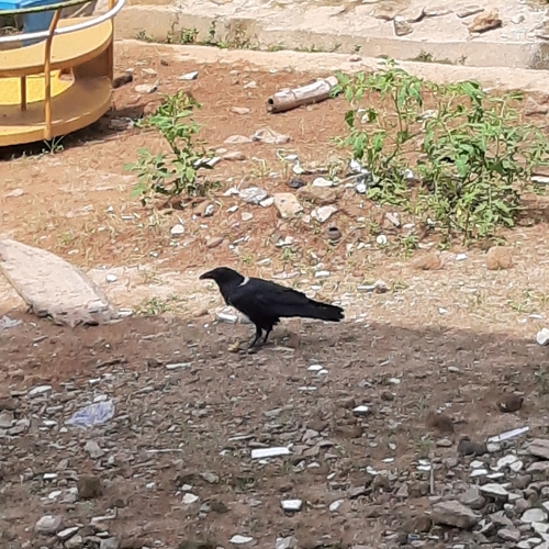 Pied Crow