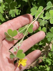 Oxalis chnoodes