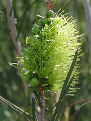 Melaleuca linearis acerosa