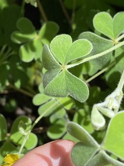 Oxalis chnoodes