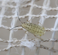 Subsaltusaphis picta