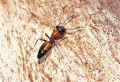 Opisthopsis picta