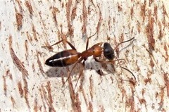 Opisthopsis picta