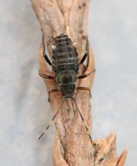 Symydobius oblongus