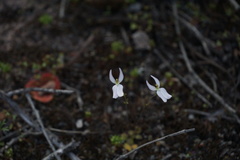 Stylidium petiolare