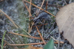Alopecosa inquilina