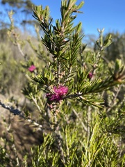 Melaleuca wilsonii