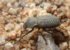 Cryptoglossa variolosa