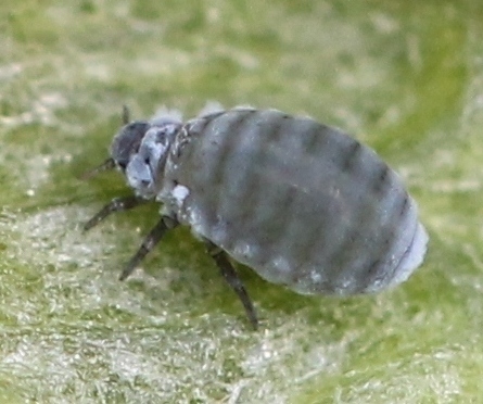 Elm Sack Gall Aphid