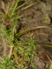 Lechea racemulosa