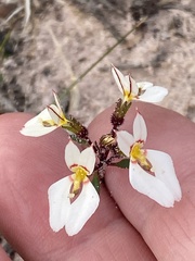 Levenhookia pauciflora
