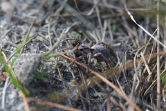 Alopecosa inquilina
