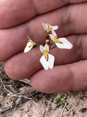 Levenhookia pauciflora