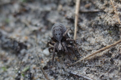 Alopecosa inquilina