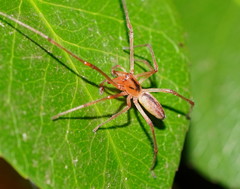 Cheiracanthium gracile