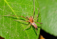 Cheiracanthium gracile