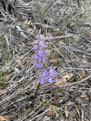 Thelymitra alcockiae