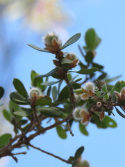 Leptospermum myrtifolium