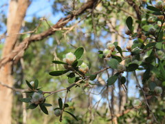 Leptospermum myrtifolium
