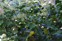 Hedera helix