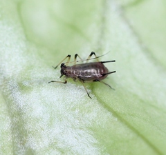 Uroleucon sonchi