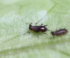 Uroleucon sonchi