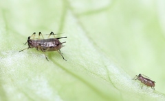 Uroleucon sonchi