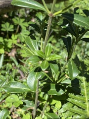 Psychotria daphnoides