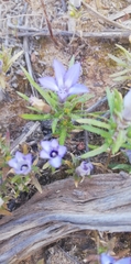 Microcodon glomeratus