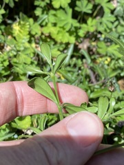 Psychotria daphnoides