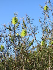 Melaleuca linearis acerosa