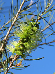 Melaleuca linearis acerosa