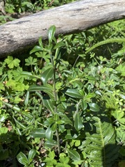 Psychotria daphnoides