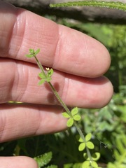 Galium leptogonium