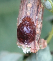 Parthenolecanium corni