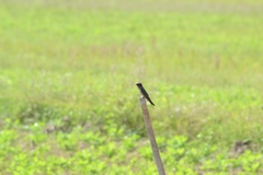 Hirundo tahitica