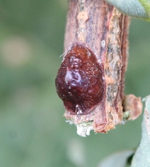 Parthenolecanium corni