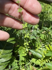 Galium leptogonium