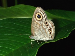 Ypthima stellera
