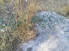 Capparis zoharyi