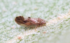 Cacopsylla fulguralis