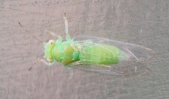 Cacopsylla peregrina