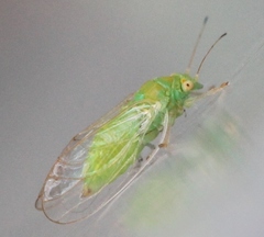 Cacopsylla peregrina