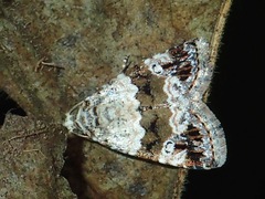 Maliattha signifera