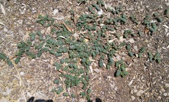 Tribulus terrestris