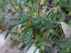 Xanthosia tridentata