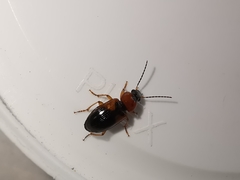 Stenolophus teutonus