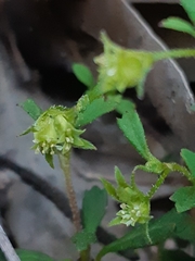 Xanthosia tridentata