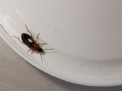 Stenolophus teutonus