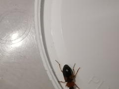 Stenolophus teutonus